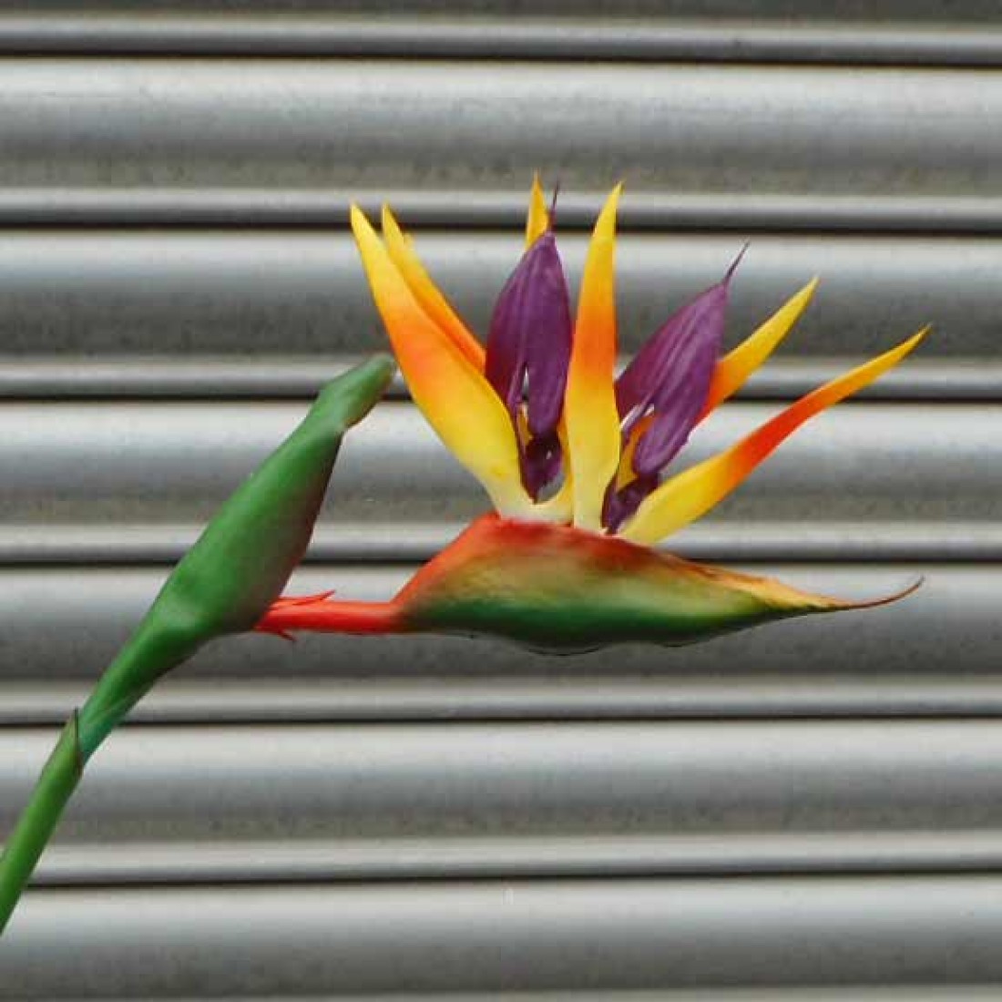 Artificial Birds of Paradise Medium 83cm Artificial Flowers